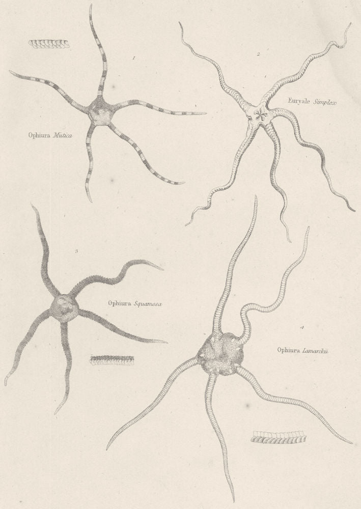 ECHINODERMATA OPHIURIDAE.Ophiura Mutica,Squamosa,Lamarckii;Euryale Simplex 1860